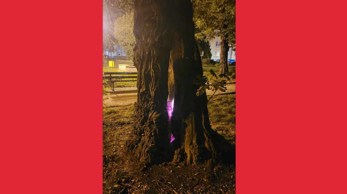 Ktoś podpalił drzewo od środka...