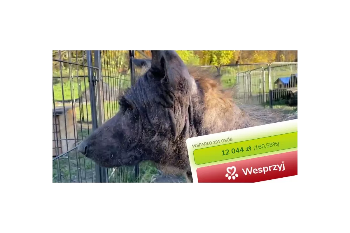 Uratowane owczarki mają się już lepiej