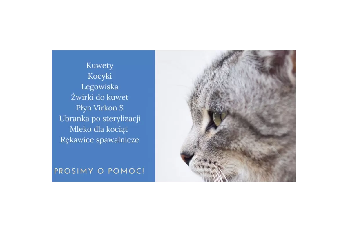Bezdomne koty potrzebują pomocy 