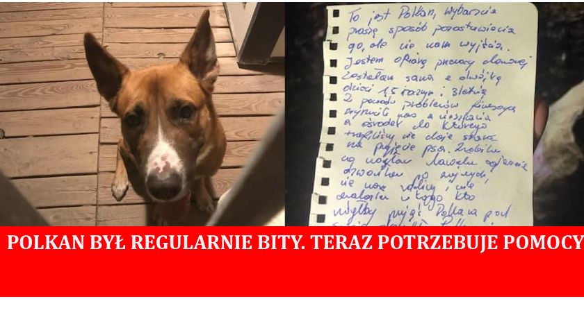 Przeszedł horror, był bity. Dziś potrzebuje naszej pomocy 