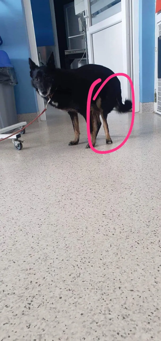 Sam na posesji, właściciel zmarł, a rodzina nie interesowała się psiakiem. Trwa zbiórka na leczenie 