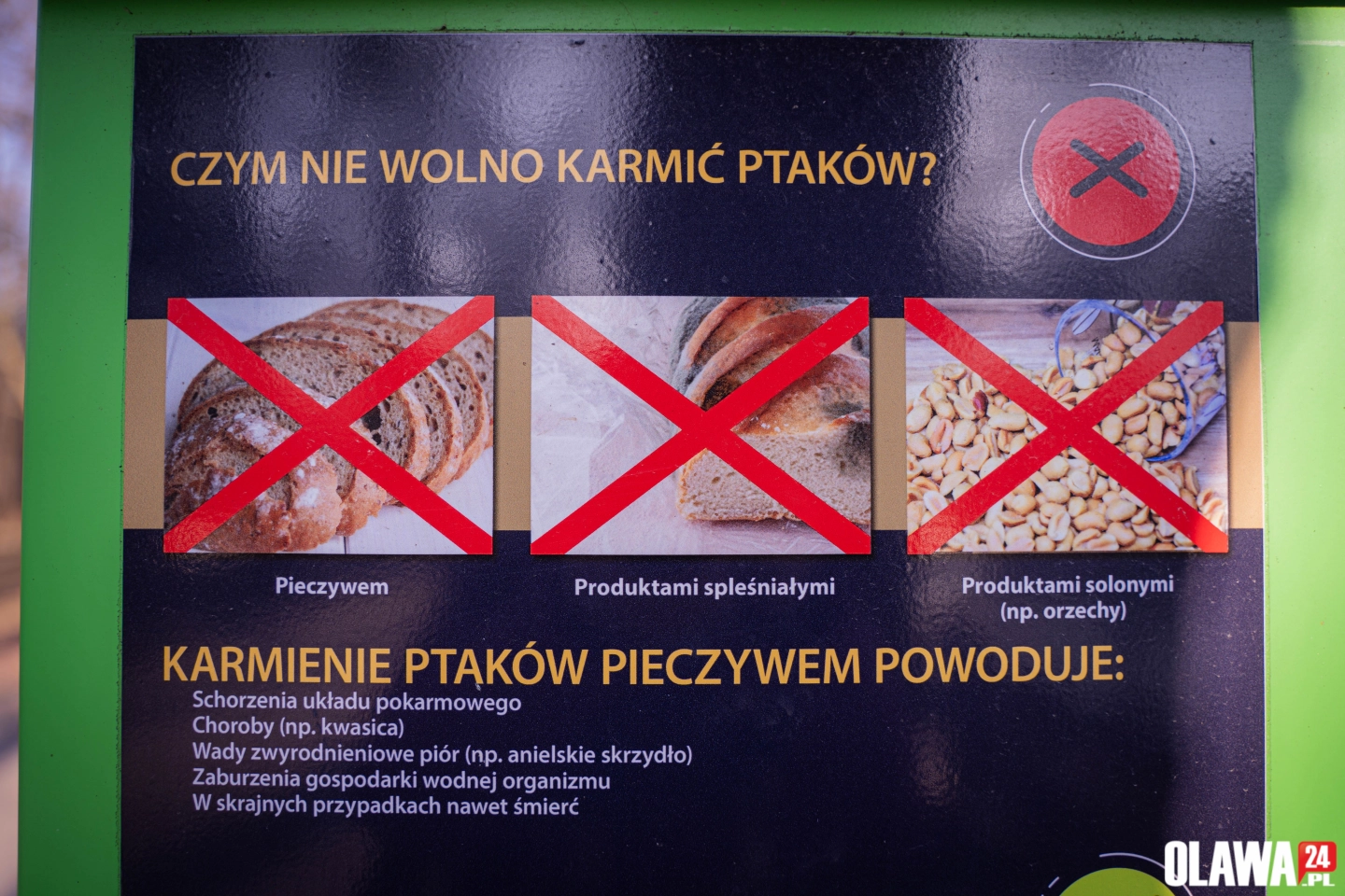 Nie dokarmiaj ptaków chlebem! W Oławie znajdziesz zdrową alternatywę