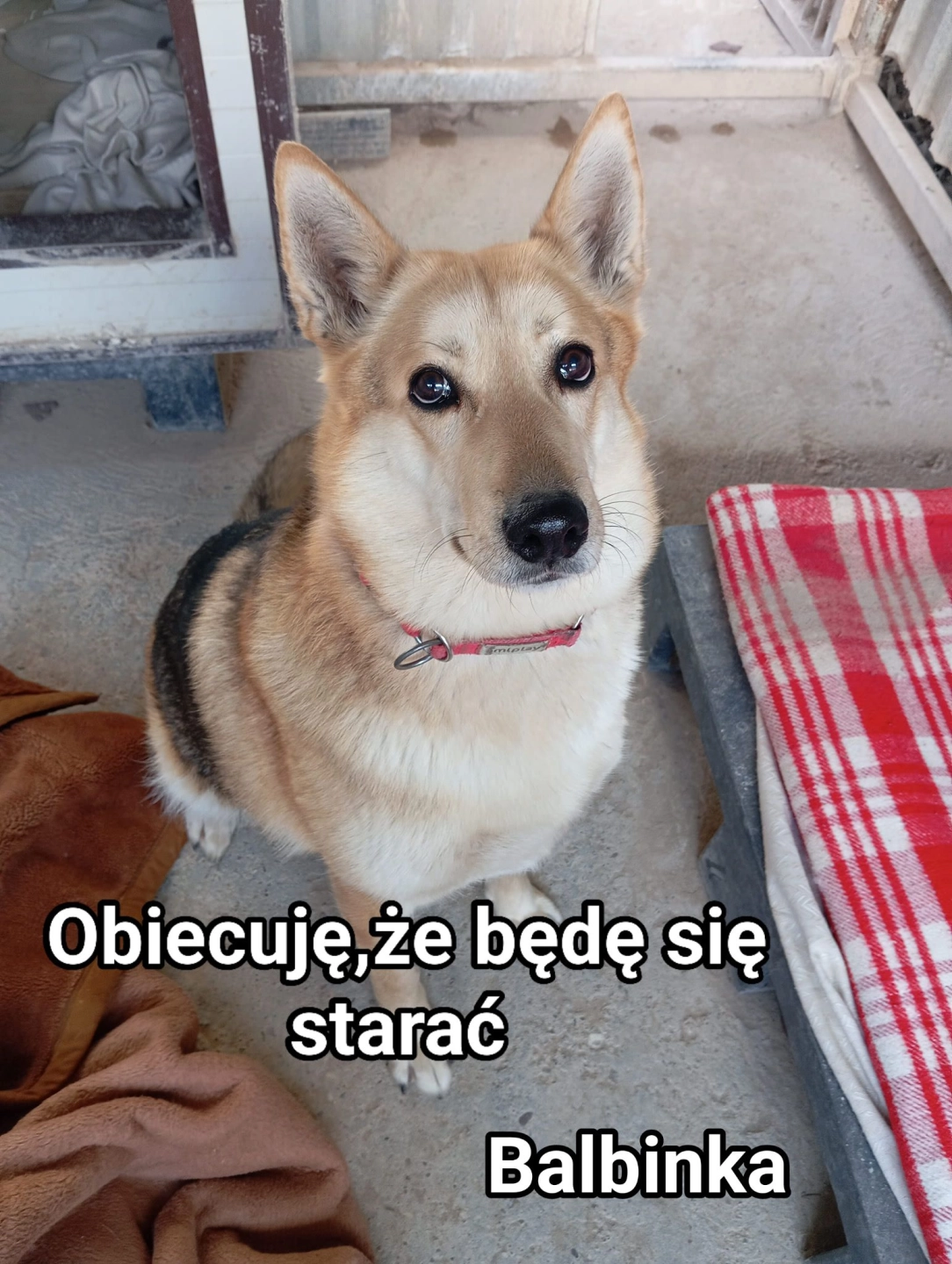 Adoptuj i pokochaj. Psy w schronisku czekają na dom