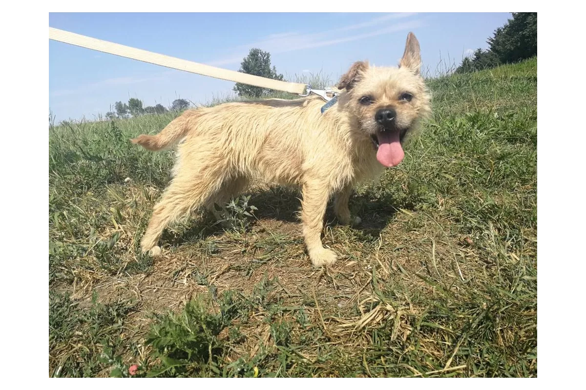 Szukają nowego domu. Nie kupuj - adoptuj!