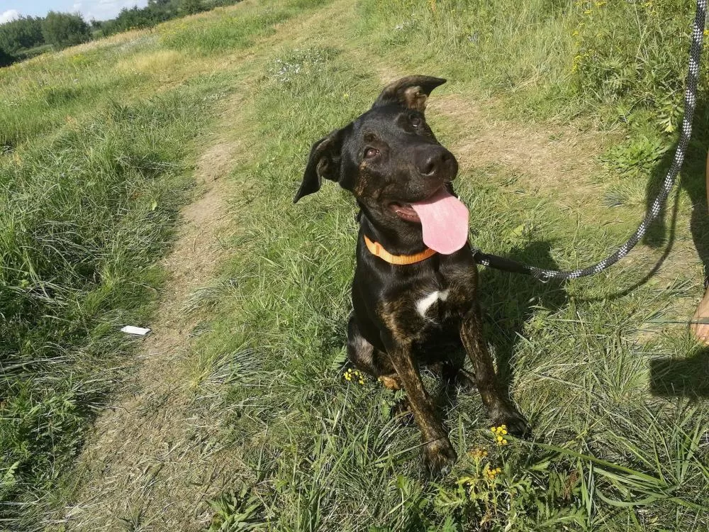 Czekają w schronisku na adopcję...
