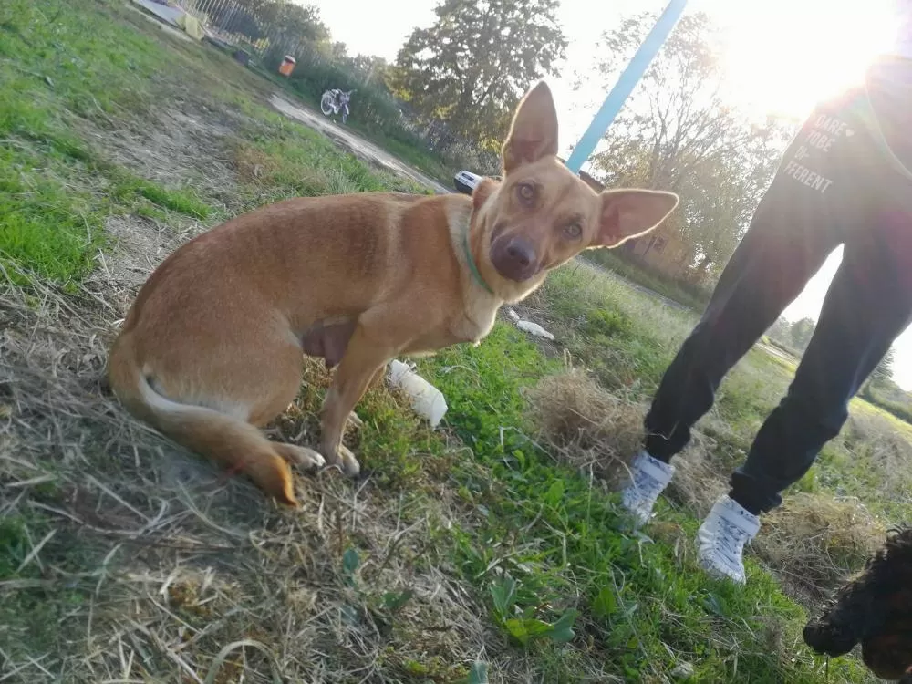 Czekają w schronisku na adopcję...