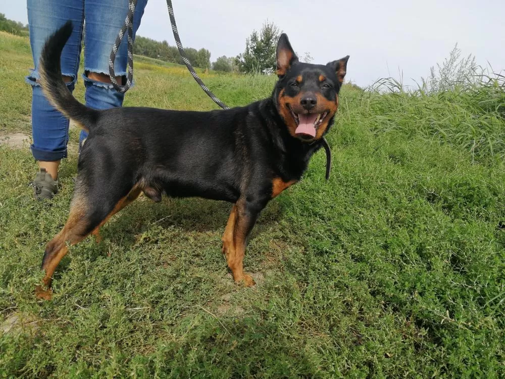 Czekają w schronisku na adopcję...