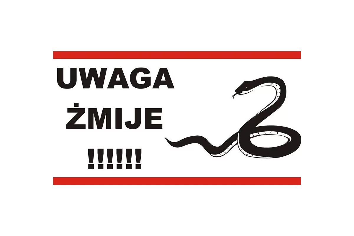 Żmije zygzakowate w Oławie!