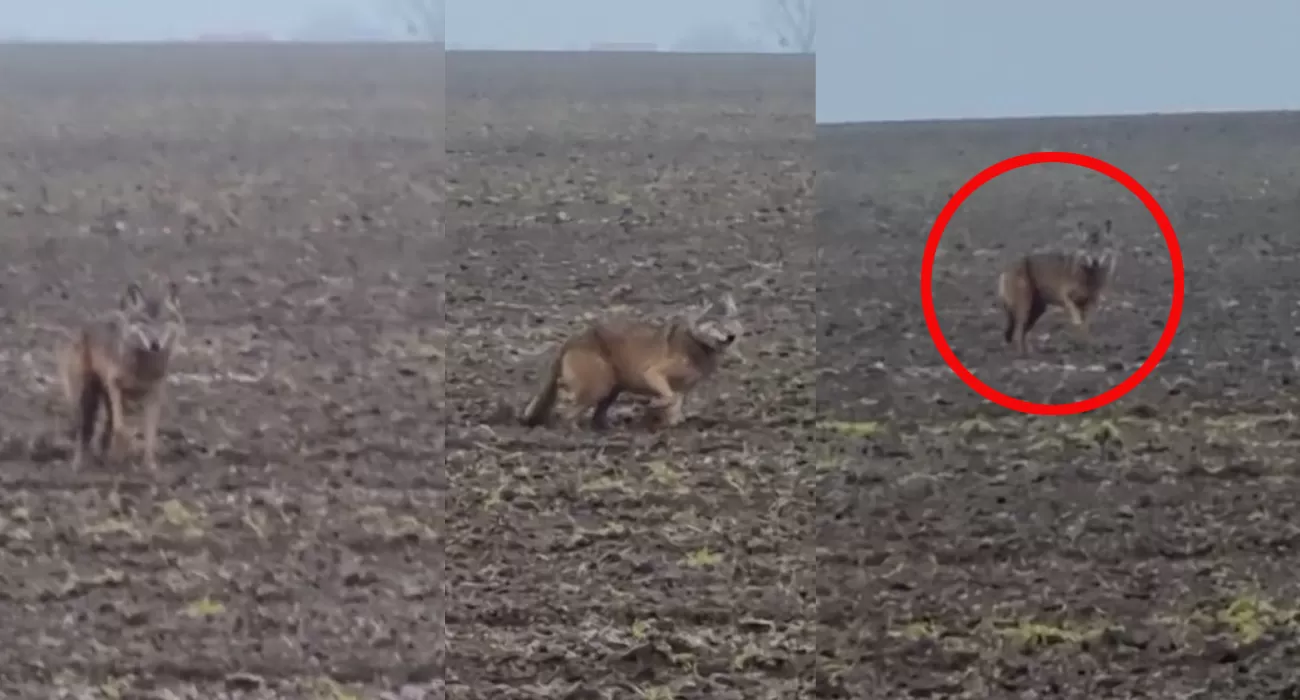 Wilk w Gaju Oławskim. Mieszkaniec przesyła nagranie 