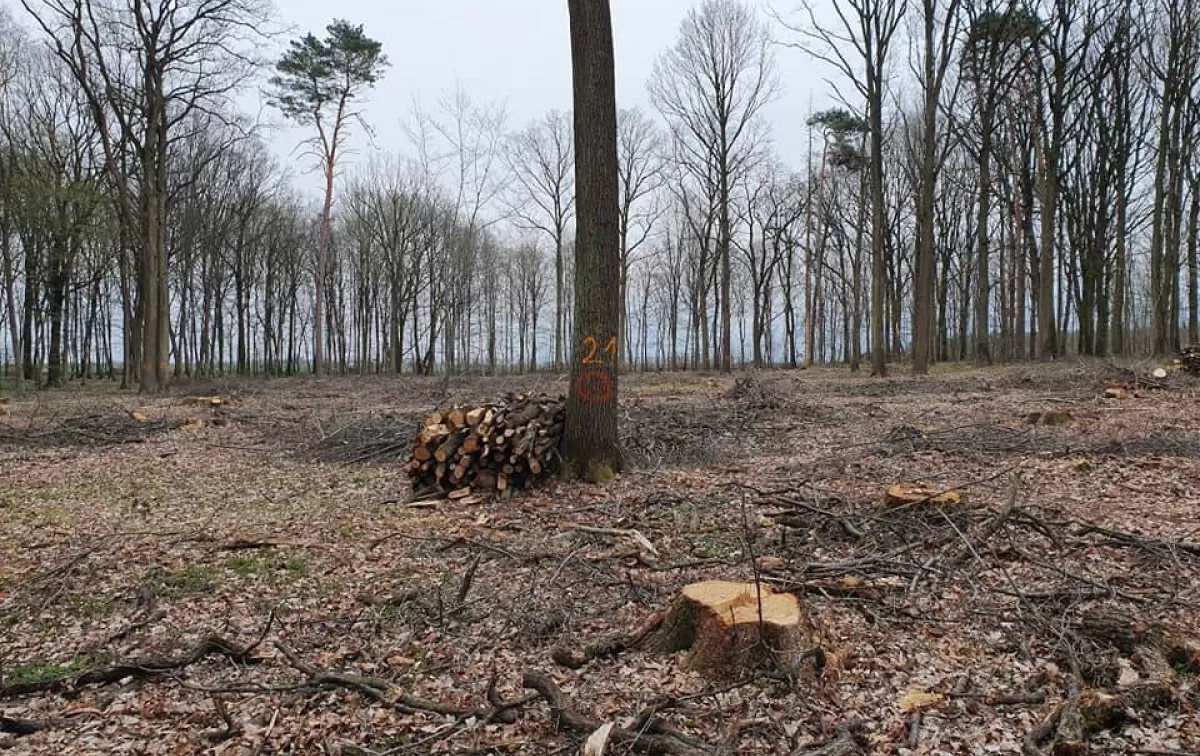 Wycinają coraz więcej lasu. Mieszkańcy chcą wiedzieć, komu drewno jest sprzedawane