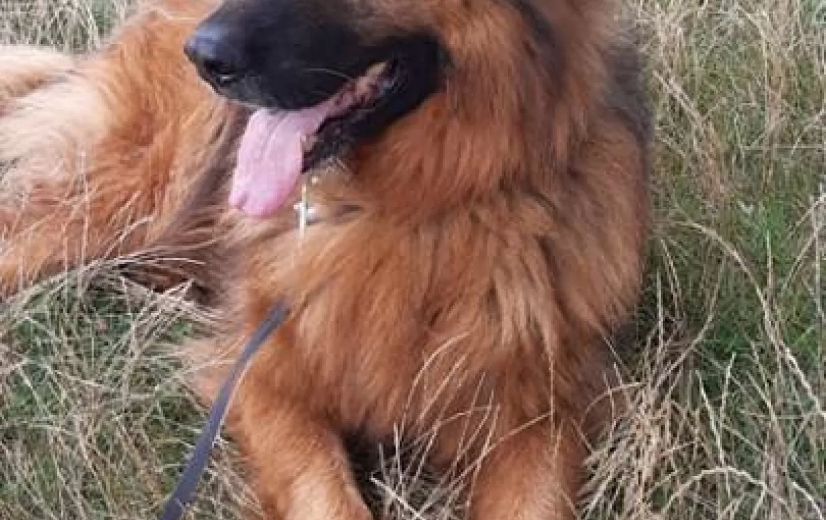 Otis, pies z przeszłością. Nie traci nadziei na kochający dom