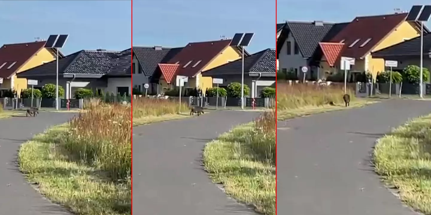 Dzik w mieście. Mieszkańcy boją się wyjść z domu