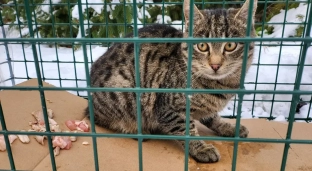 Wykastrowany młody kocurek szuka kochających właścicieli