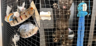 Ścisła kwarantanna w oławskim schronisku. Adopcje kotów są wstrzymane!