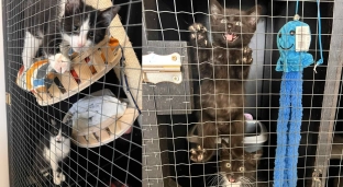 Ścisła kwarantanna w oławskim schronisku. Adopcje kotów są wstrzymane!