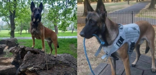 Venom szuka nowego domu. Rodzina apeluje o pomoc dla wyjątkowego malinoisa