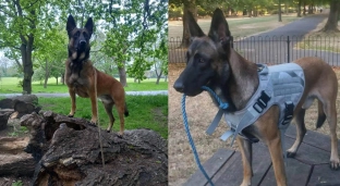 Venom szuka nowego domu. Rodzina apeluje o pomoc dla wyjątkowego malinoisa