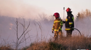 Duży pożar lasu w gminie Jelcz-Laskowice. Trwa akcja strażaków