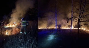 Pożar traw przy lesie w Bystrzycy. Interweniowali strażacy