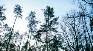 Zakaz wstępu do Grodziska Ryczyńskiego przedłużony