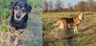Oławskie Schronisko potrzebuje wsparcia.