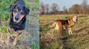 Bezpieczne ciepło dla bezdomnych zwierząt. Oławskie schronisko prosi o pomoc