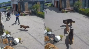 Tragiczne chwile w Nowym Dworze. Jeden pies nie przeżył ataku