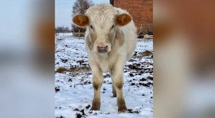 Pan Rysiu wszystko, co zarobi, oddaje zwierzętom. Pomóżmy mu