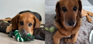 Dolar traci dom tymczasowy