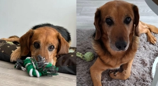 Dolar traci dom tymczasowy