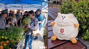 Miasto rozda dwa tysiące sadzonek, a na dzieci czeka dwieście maskotek