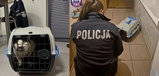 Kot pozostawiony bez opieki. Dzięki interwencji służb trafił pod dobrą opiekę