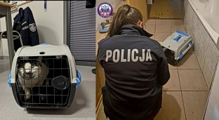 Właściciel zatrzymany, a kot pozostał bez opieki. Dzięki interwencji służb jest bezpieczny