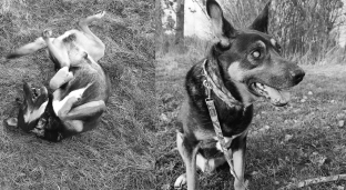 Ślepuś odszedł za tęczowy most