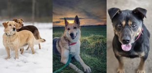 Apel wolontariuszy z Oławy: psiaki i koty potrzebują ciepłych domów na czas mrozów