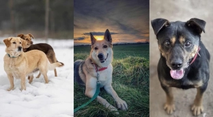 Apel wolontariuszy z Oławy: psiaki i koty potrzebują ciepłych domów na czas mrozów