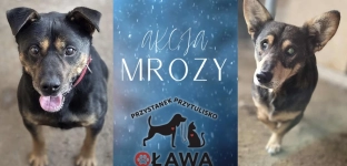 Schronisko jest prawie puste.  Udało się znaleźć domy tymczasowe dla psów i kotów