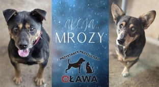 Schronisko jest prawie puste.  Udało się znaleźć domy tymczasowe dla psów i kotów