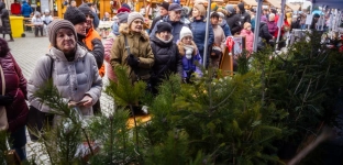 Choinki za darmo podczas jarmarku. Przyjdź na oławski Rynek!