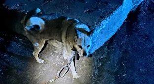 Pies przywiązany do słupa. Policja szuka właściciela