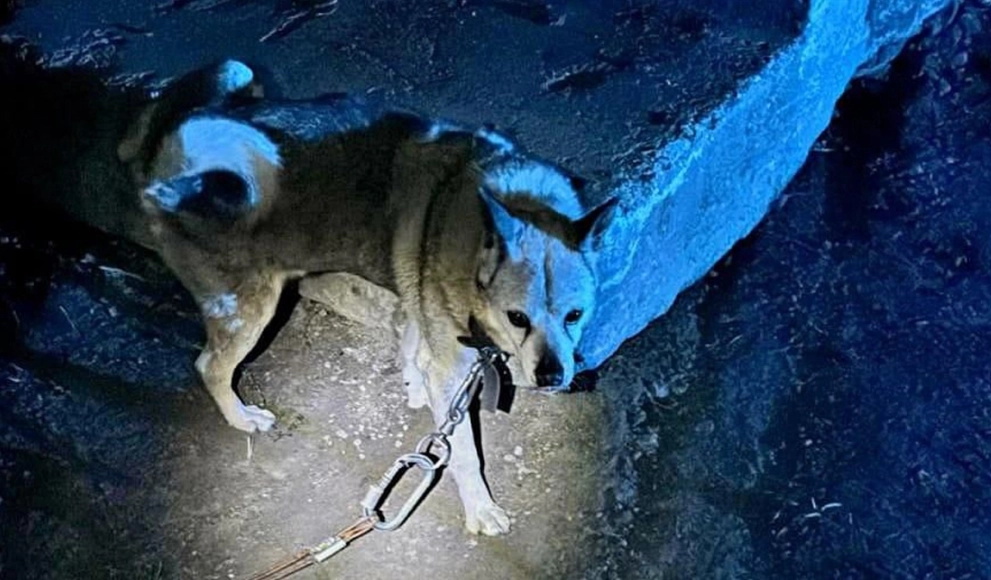 Pies przywiązany do słupa. Policja szuka właściciela