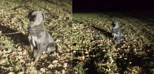 Kto przywiązał psa do drzewa? Zwierzę uratowane, trwa poszukiwanie właściciela