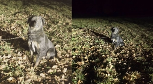 Kto przywiązał psa do drzewa? Zwierzę uratowane, trwa poszukiwanie właściciela