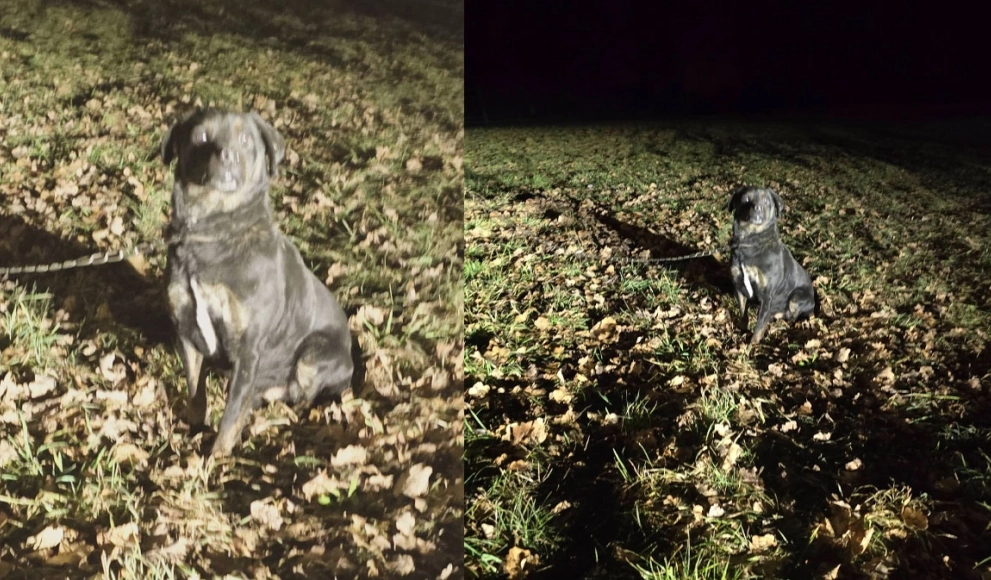 Kto przywiązał psa do drzewa? Zwierzę uratowane, trwa poszukiwanie właściciela