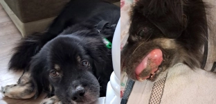 Chory na raka Rocco walczy o każdy miesiąc życia