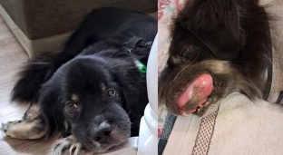 Chory na raka Rocco walczy o każdy miesiąc życia