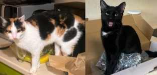 Garfi i Łacia czekają na swoją szansę