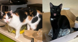 Garfi i Łacia czekają na swoją szansę