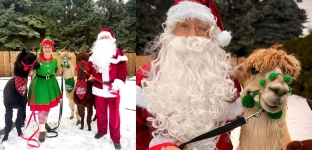 Mikołaj z alpakami w Gminie Oława