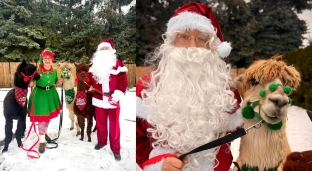 Magiczne spotkania z Mikołajem i alpakami. Trwają zapisy